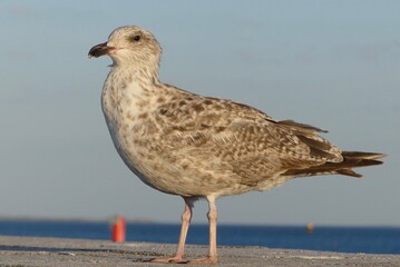 Obraz premium mewa na plaży