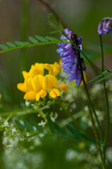 Cow Vetch