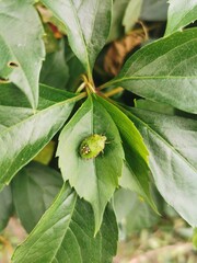 green leaves of a plant