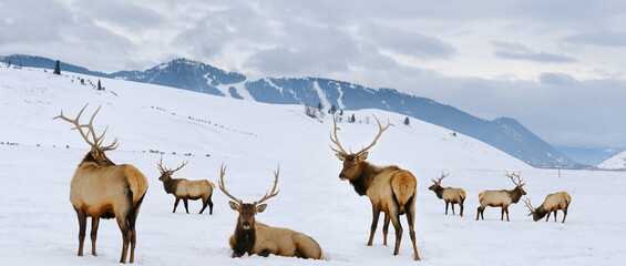 Group of bull Elk with antlers at the National Elk Refuge in Wyoming in winter with Snow King ski...