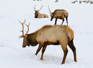 Three male Elk with antlers sitting scratching and digging in snow at the national Elk Refuge in Wyoming in winter