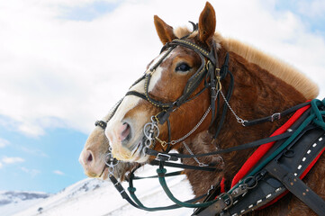 Draft horses after a sleigh ride through the National Elk Refuge in Jackson Hole Wyoming