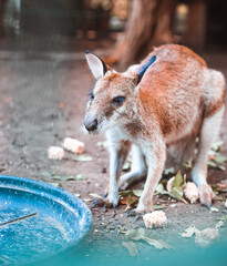 Fototapeta premium kangaroo in the zoo