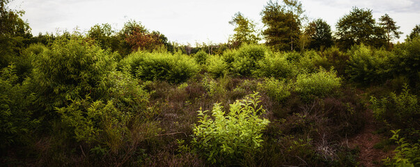 Countryside with Trees