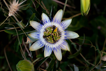 Blue Flower or Passiflora (Passiflora caerulea) leaves in tropical garden. Beautiful passion fruit...