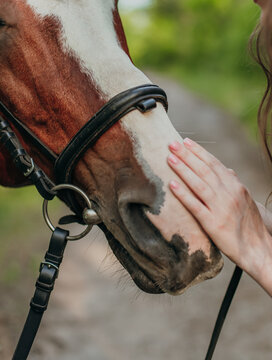 Girl is holding a hand on the head of a brown horse.