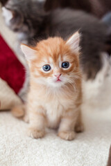 Cute little orange color young kitten sitting and looking up.