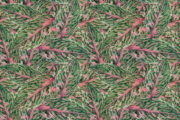 Naklejka na ściany i meble Watercolor painting colorful tropical green,pink leaves seamless pattern background.Watercolor hand drawn illustration tropical exotic leaf prints for wallpaper,textile Hawaii aloha summer style..