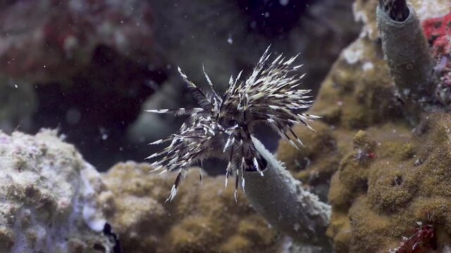 Feather duster worm protruding from tube and displaying feathers in Koh Tao, Thailand