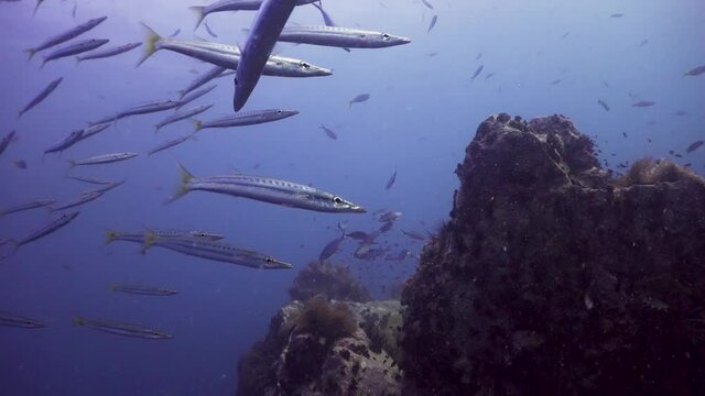Yellow Tail Barracuda at Chumphon Pinnacle, in Koh Tao, Thailand