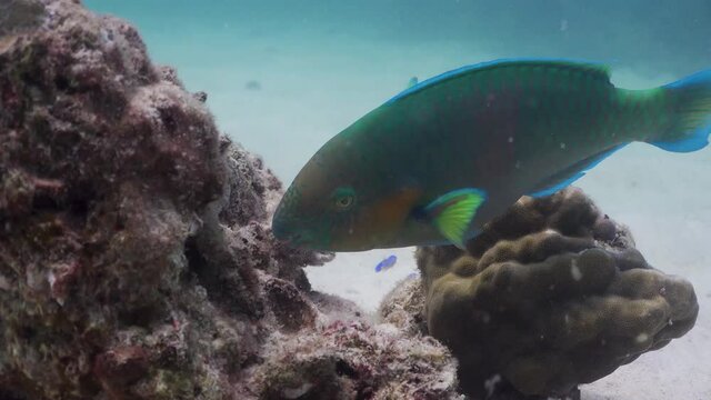 Parrotfish eating coral rock algae underwater on Koh Tao,Thailand