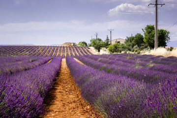 Fototapeta na wymiar Countryside with lavender field in bloom. Provence, France