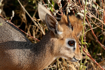 Head shot of a male Dik-dik