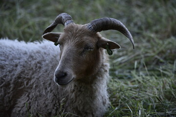 An elder goat with horns and an eye infection