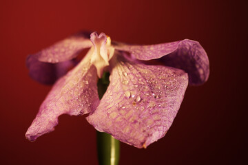 Purple orchid flower