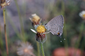 butterfly on a flower