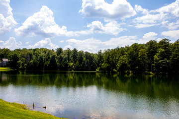 Plakat Lake in the forest