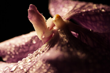 Purple orchid flower