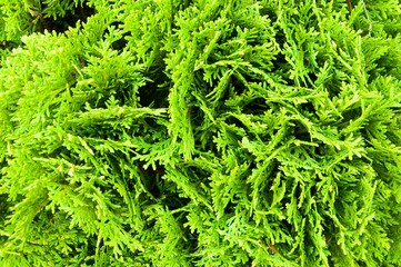 Background of Christmas tree branches. Beautiful texture.