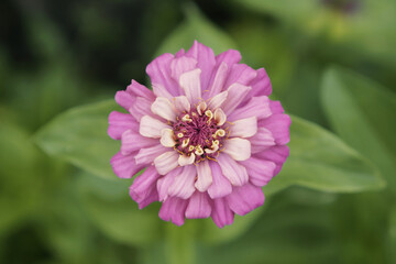 Obraz premium pink flower close up