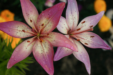 pink lily bush after rain