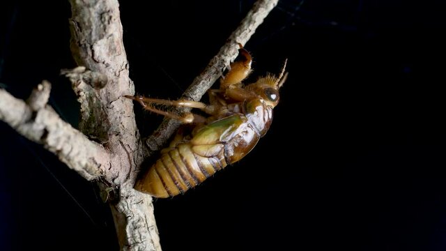 羽化のため木の枝を登るアブラゼミの幼虫