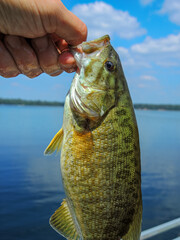Hand holding a smallmouth bass by its mouth