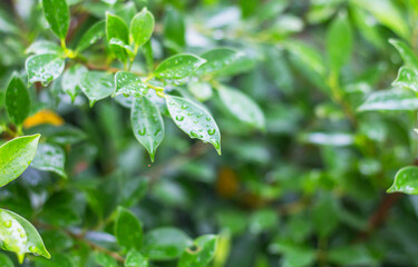 Fototapeta na wymiar Green leaf with water drop on background