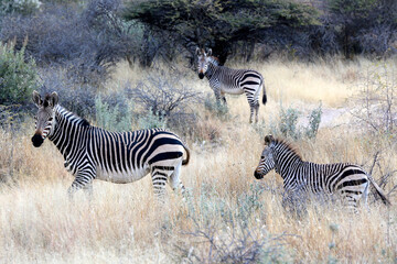 Three zebra in the bush