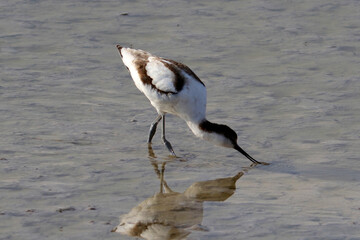 A pied Avocet in the water