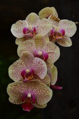 ORQUÍDEA