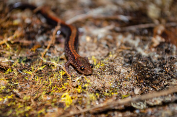 Eastern red-backed salamander on moss and dirt