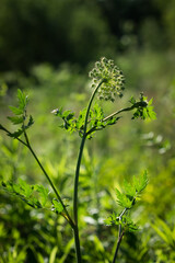 The moon carrot (lat. Seseli libanotis), of the family Apiaceae (Umbrelliferae).
