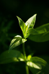 Shadows in the green wood.