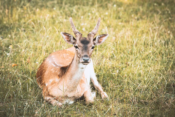 Reh auf der Wiese