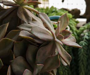 Succulent plants. Closeup profile view of a Graptopetalum paraguayense, also known as Ghost Plant,...