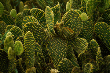 Nature texture. Desert flora. Yellow Opuntia microdasys or Angel Wings cactus closeup. Thorny leaves with beautiful texture.