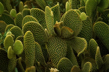 Papier Peint photo Cactus Nature texture. Desert flora. Yellow Opuntia microdasys or Angel Wings cactus closeup. Thorny leaves with beautiful texture.