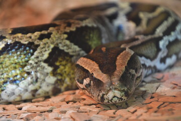 SERPIENTE
