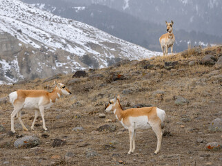 Three Pronghorn Antelope on a rocky ridge in winter at Old Yellowstone Trail South Gardiner Montana
