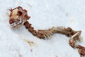 Close up of a coyote carcass on snow in Buffalo Valley Wyoming in winter