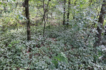 green leaves on a tree