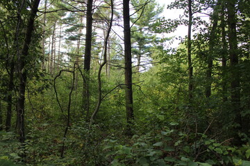 Fototapeta premium morning in the woods