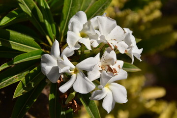 FLOR