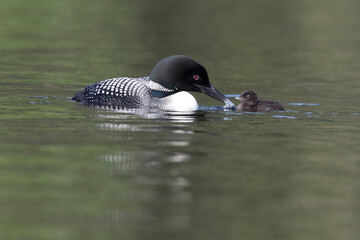 common loon or great northern diver (Gavia immer) with baby