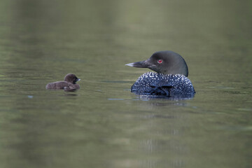 common loon or great northern diver (Gavia immer) with baby