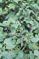 green leaves in the pond