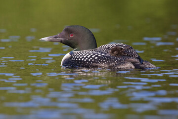 common loon or great northern diver (Gavia immer) with baby