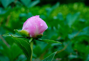 Pink Peony 1