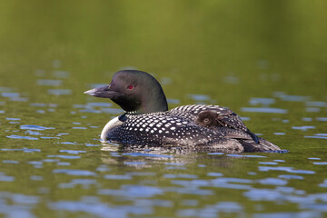 common loon or great northern diver (Gavia immer) with baby